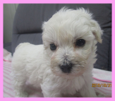 ミックス マルプー クリーム メス 子犬販売の専門店 AngelWan 横浜