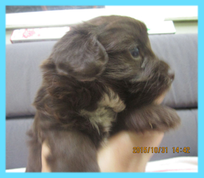 ミックス　チワプー　チョコレート　オス　子犬販売の専門店　AngelWan　横浜