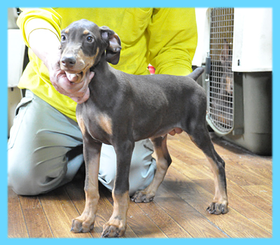 ドーベルマン　チョコレートタン　オス　子犬販売の専門店　AngelWan　横浜
