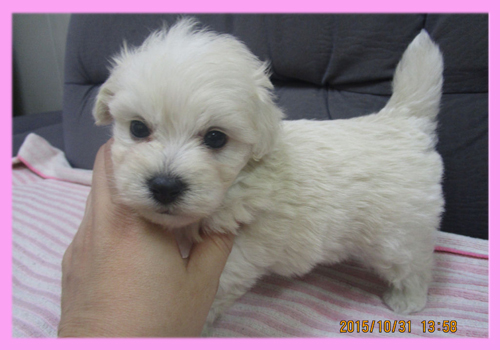 ミックス マルプー クリーム メス 子犬販売の専門店 AngelWan 横浜