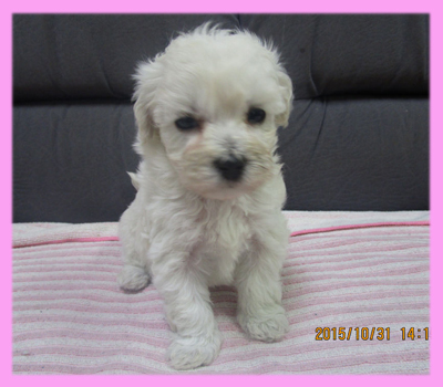 ミックス マルプー クリーム メス 子犬販売の専門店 AngelWan 横浜