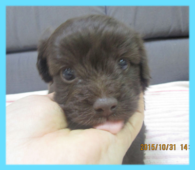 ミックス　チワプー　チョコレート　オス　子犬販売の専門店　AngelWan　横浜