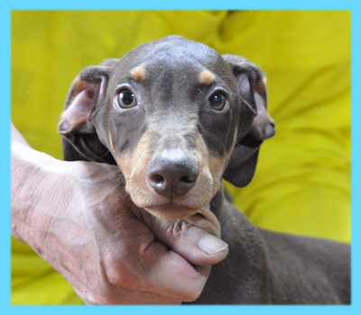 ドーベルマン　チョコレートタン　オス　子犬販売の専門店　AngelWan　横浜