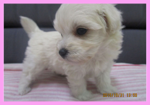 ミックス マルプー クリーム メス 子犬販売の専門店 AngelWan 横浜