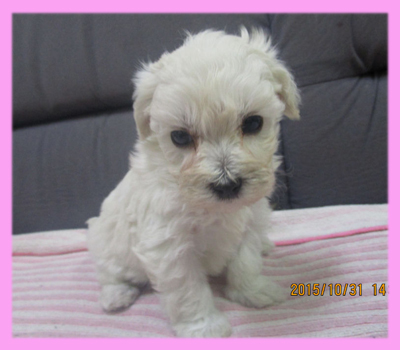 ミックス　マルプー　クリーム　メス　子犬販売の専門店　AngelWan　横浜