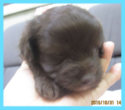 ミックス　チワプー　チョコレート　オス　子犬販売の専門店　AngelWan　横浜