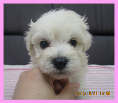 ミックス マルプー クリーム メス 子犬販売の専門店 AngelWan 横浜