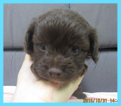 ミックス　チワプー　チョコレート　オス　子犬販売の専門店　AngelWan　横浜