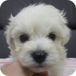 ミックス マルプー クリーム メス 子犬販売の専門店 AngelWan 横浜