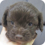 ミックス　チワプー　チョコレート　オス　子犬販売の専門店　AngelWan　横浜