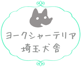ヨークシャーテリア 埼玉犬舎 AngelWan
