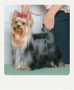 ヨークシャーテリア　埼玉犬舎　子犬販売の専門店　AngelWan　横浜