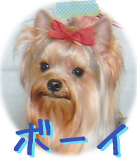 ヨークシャーテリア　埼玉犬舎　子犬販売専門店　AngelWan　横浜