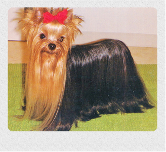 ボーイの息子　ヨークシャーテリア　埼玉犬舎　子犬販売の専門店　AngelWan　横浜