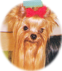 ヨークシャーテリア　埼玉犬舎　子犬販売の専門店　AngelWan　横浜