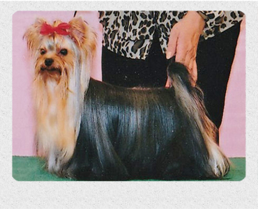 ヨークシャーテリア　埼玉犬舎　子犬販売の専門店　AngelWan　横浜