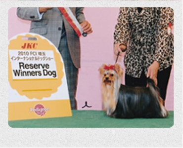 ヨークシャーテリア　埼玉犬舎　子犬販売の専門店　AngelWan　横浜