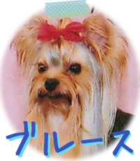 ヨークシャーテリア　埼玉犬舎　子犬販売の専門店　AngelWan　横浜