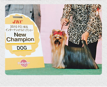 ヨークシャーテリア　埼玉犬舎　子犬販売の専門店　AngelWan　横浜