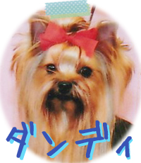 ヨークシャーテリア　埼玉犬舎　子犬販売の専門店　AngelWan　横浜