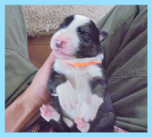 ボーダーコリー ブラック&ホワイト オス 子犬販売の専門店 AngelWan 横浜