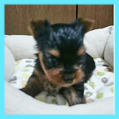 ヨークシャーテリア　オス　子犬販売の専門店　AngelWan　横浜