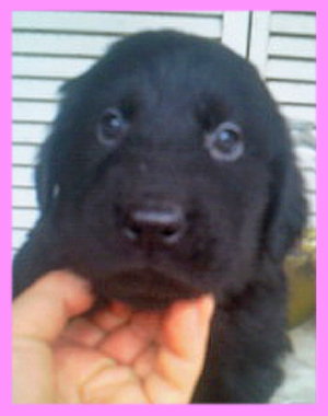 フラットコーテッドレトリバー　ブラック　メス　子犬販売の専門店　AngelWan　横浜