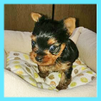 ヨークシャーテリア　オス　子犬販売の専門店　AngelWan　横浜