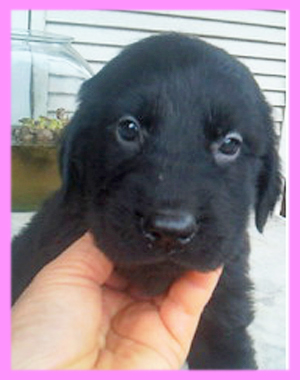 フラットコーテッドレトリバー　ブラック　メス　子犬販売の専門店　AngelWan　横浜