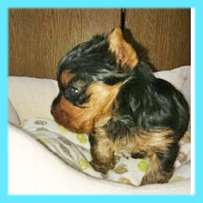 ヨークシャーテリア　オス　子犬販売の専門店　AngelWan　横浜