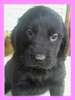 フラットコーテッドレトリバー　ブラック　メス　子犬販売の専門店　AngelWan　横浜