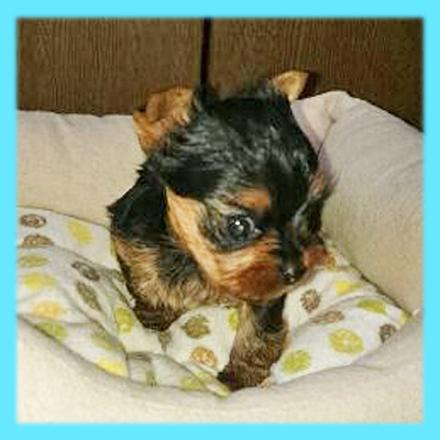 ヨークシャーテリア　オス　子犬販売の専門店　AngelWan　横浜