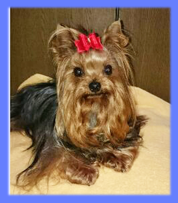 ヨークシャーテリア　父犬　子犬販売の専門店　AngelWan　横浜