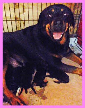 ロットワイラー ブラック&タン メス 子犬販売の専門店 AngelWan 横浜