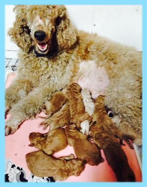 スタンダードプードル オス 子犬販売の専門店 AngelWan 横浜