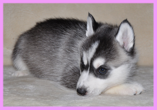 シベリアンハスキー　ブラック＆ホワイト　メス　子犬販売の専門店　AngelWan　横浜
