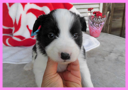 ボーダーコリー　ブラック＆ホワイト　子犬販売の専門店　AngelWan　横浜