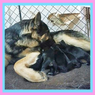ジャーマンシェパードドッグ 子犬販売の専門店 AngelWan 横浜