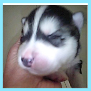 シベリアンハスキー　ブラック＆ホワイト　オス　子犬販売の専門店　AngelWan　横浜