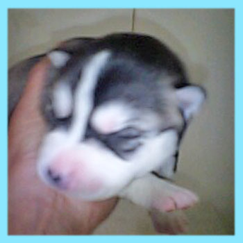 シベリアンハスキー　ブラック＆ホワイト　オス　子犬販売の専門店　AngelWan　横浜