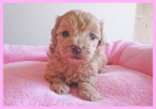 ミックス　マルプー　アプリコット　メス　子犬販売の専門店　AngelWan　横浜