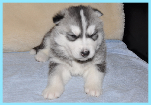 シベリアンハスキー　ブラック＆ホワイト　オス　子犬販売の専門店　AngelWan　横浜