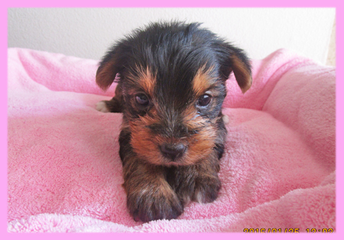 ヨークシャーテリア メス 子犬販売の専門店 AngelWan 横浜