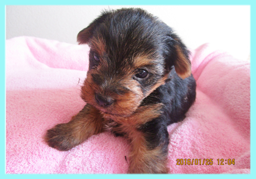 ヨークシャーテリア オス 子犬販売の専門店 AngelWan 横浜