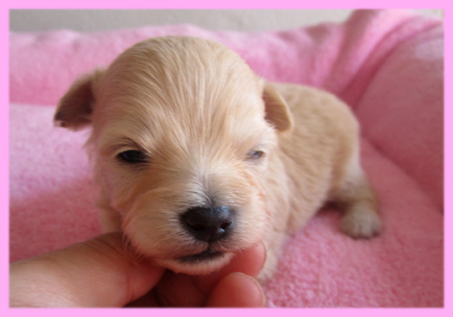 ミックス　チワプー　クリーム　メス　子犬販売の専門店　AngelWan　横浜