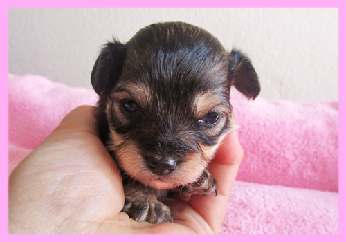 ミックス　チワプー　ブラック＆タン　メス　子犬販売の専門店　AngelWan　横浜