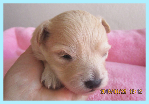 ミックス　チワプー　クリーム　オス　子犬販売の専門店　AngelWan　横浜