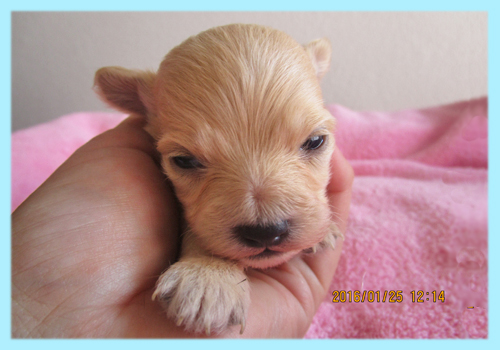 ミックス チワプー クリーム オス 子犬販売の専門店 AngelWan 横浜