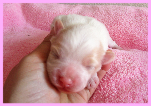 ミックス　パピポメ　メス　子犬販売の専門店　AngelWan　横浜