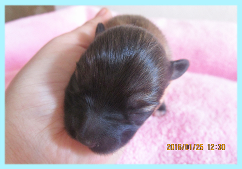 ミックス パピポメ オス 子犬販売の専門店 AngelWan 横浜